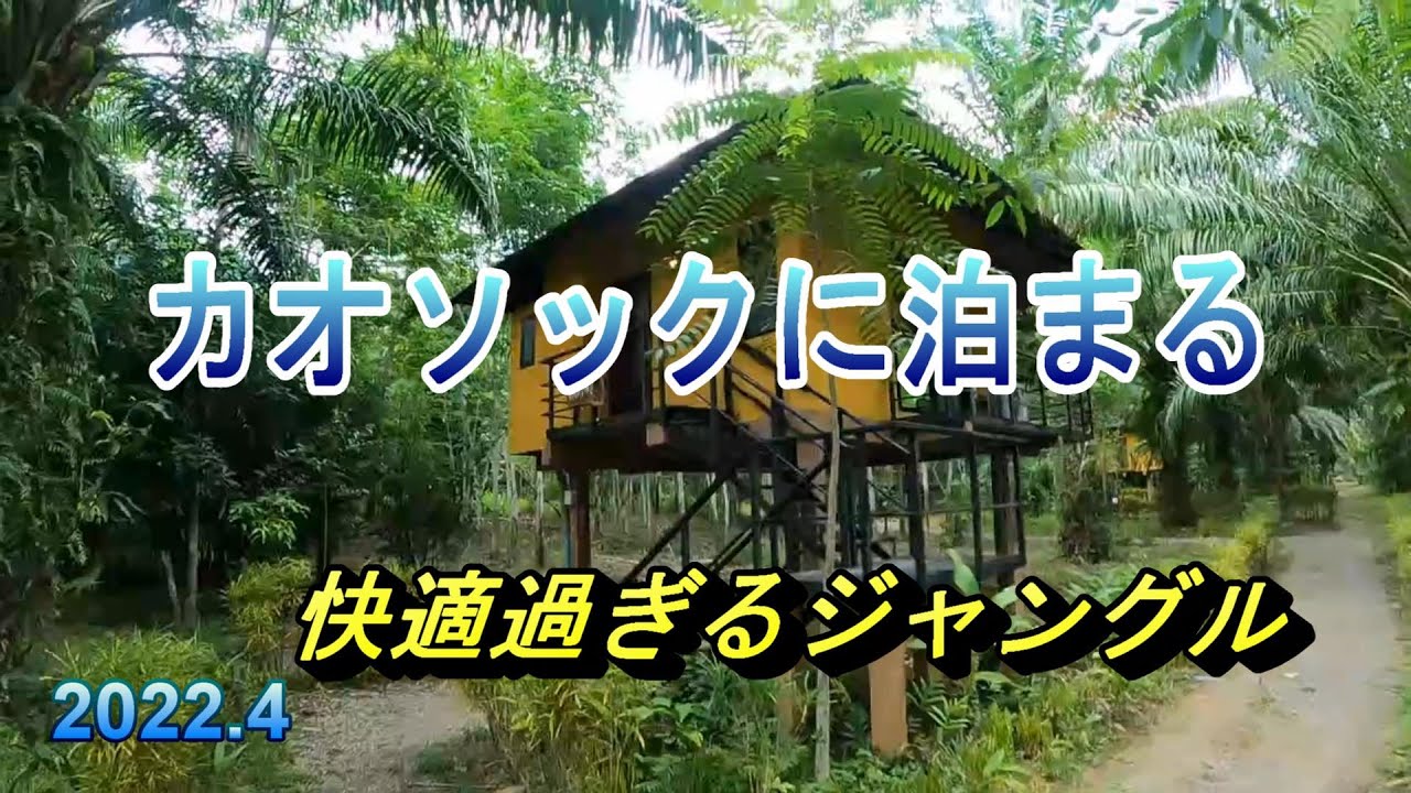 【タイ】熱帯雨林のジャングルで有名なスラータニーの「カオソック国立公園」内にある「Anurak Community Lodge」に泊まりました。