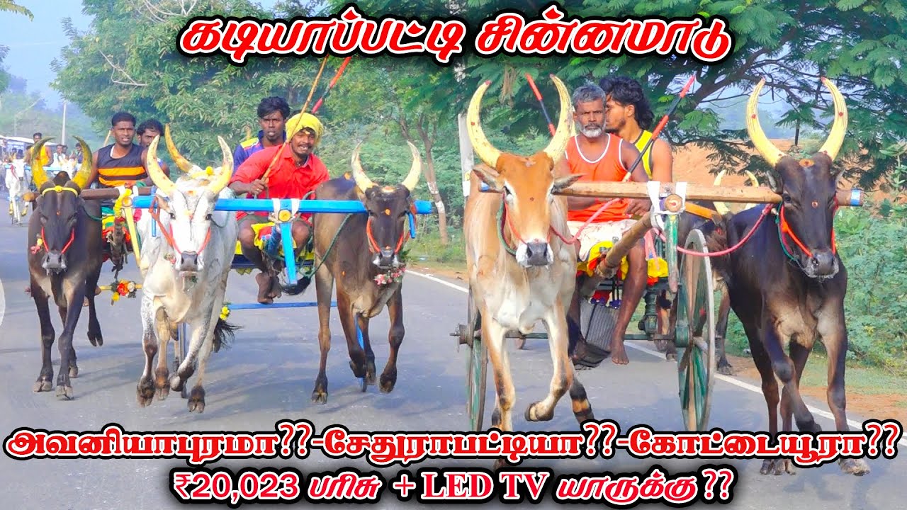3கடியாப்பட்டி-சின்னமாடு-பந்தயம்_17.01.2026_V_Photography