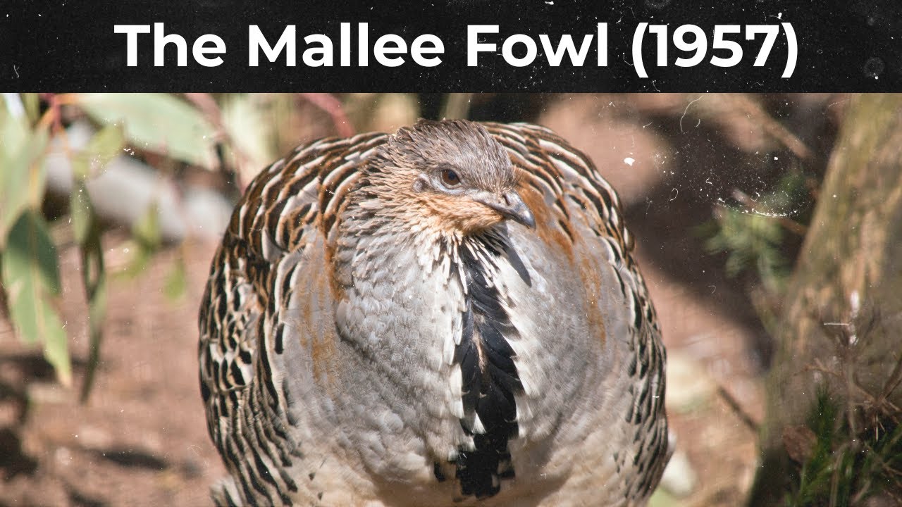 The Mallee Fowl (1957)