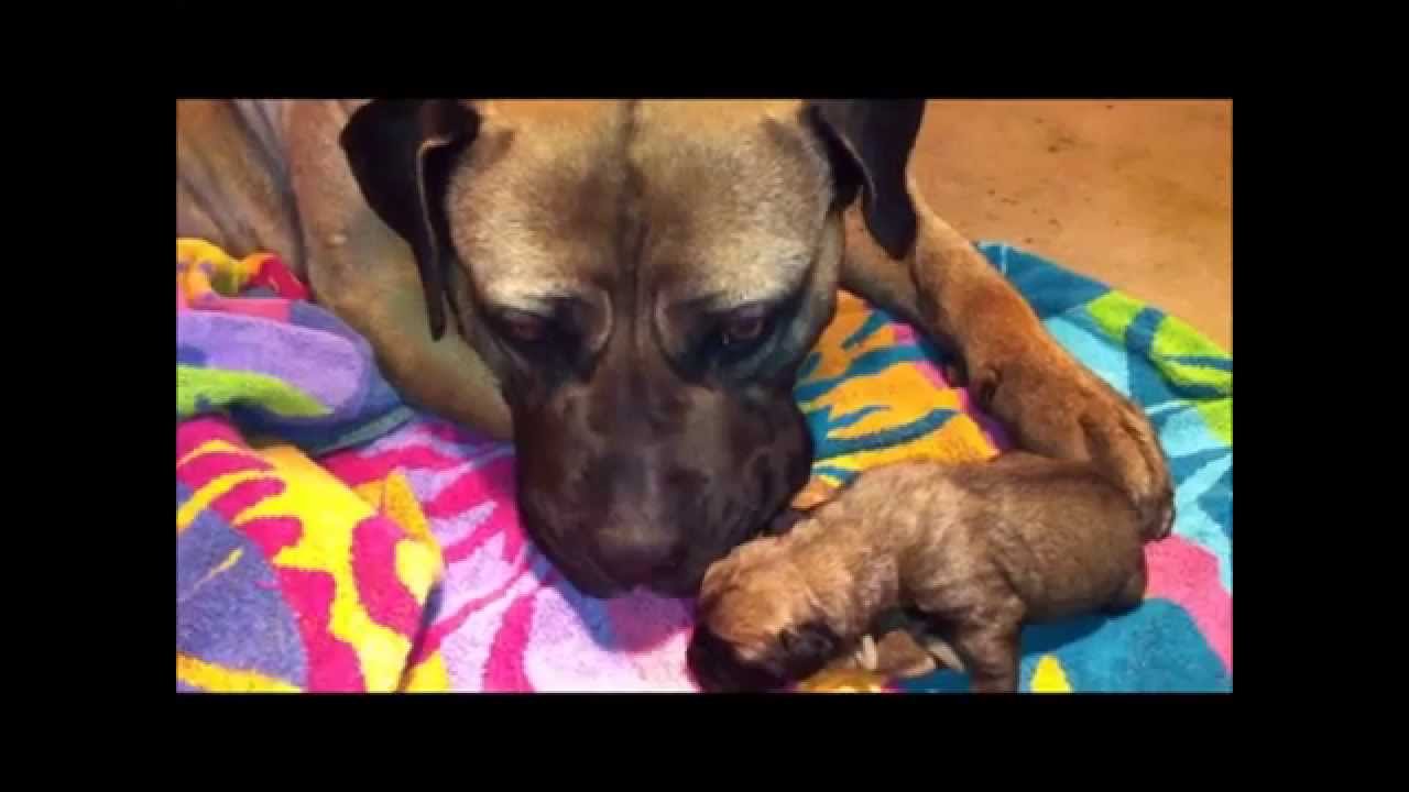 Boerboel Pups 2 Days Old