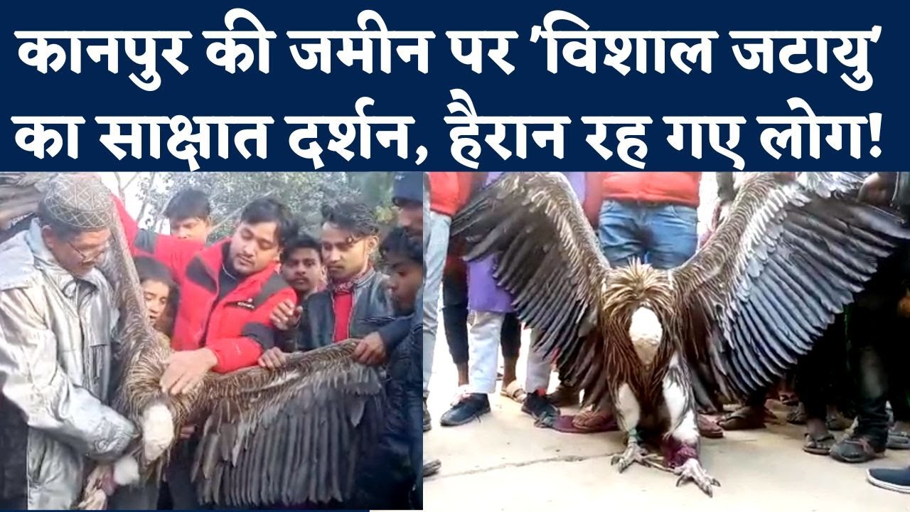 Himalayan Vulture in Kanpur: रामायण में जिस जटायु की कहानी सुनी, वैसे ही बूढ़े गिद्ध के 'दर्शन' | UP