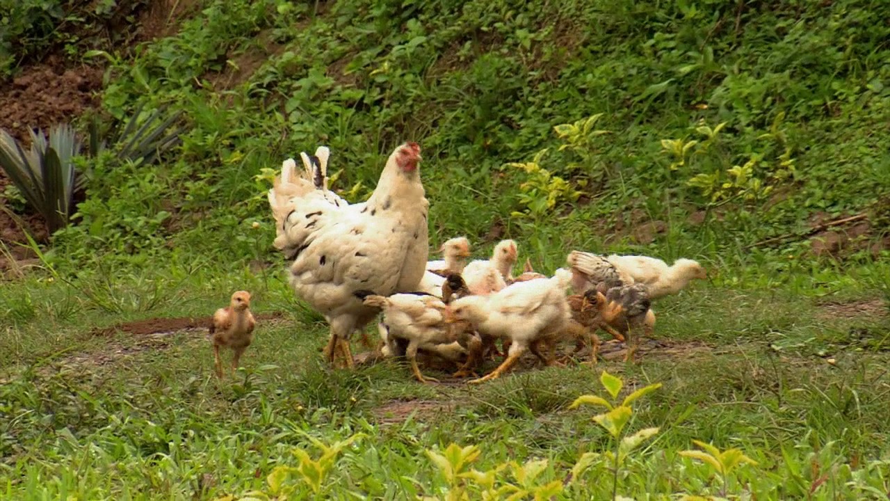 Gallinas cluecas con polluelos | La Finca de Hoy