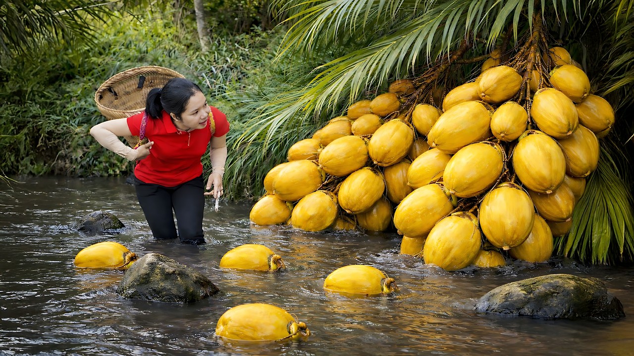 Harvesting 1000 + Kg Mutant Golden Coconut Cluster To Sell At Market | Tieu Ca Free Bushcraft
