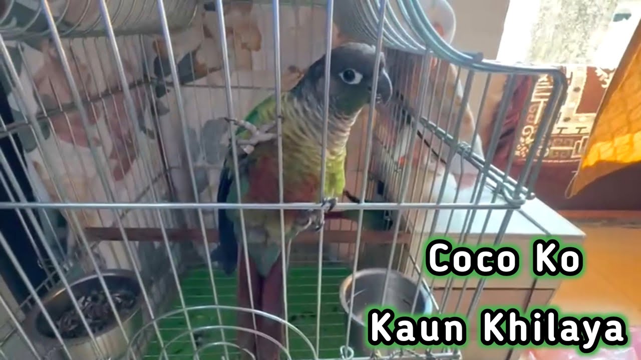 Coco Ko Kaun Khilaya 🦜🌽
