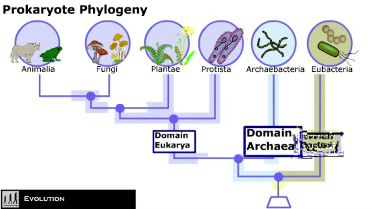 Classification of Bacteria || Prokaryotes