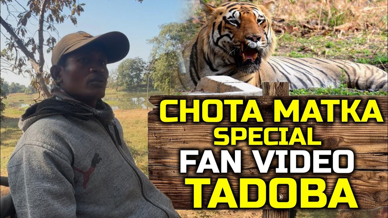 Chota Matka true fan Exclusive from Tadoba | Tadoba Tiger Safari Video | Chota Matka health update 