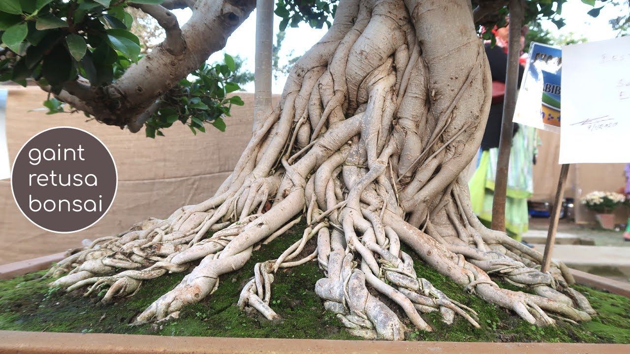 Giant Ficus Retusa Bonsai | Bonsai Exhibition 2020 | Bonsai ideas