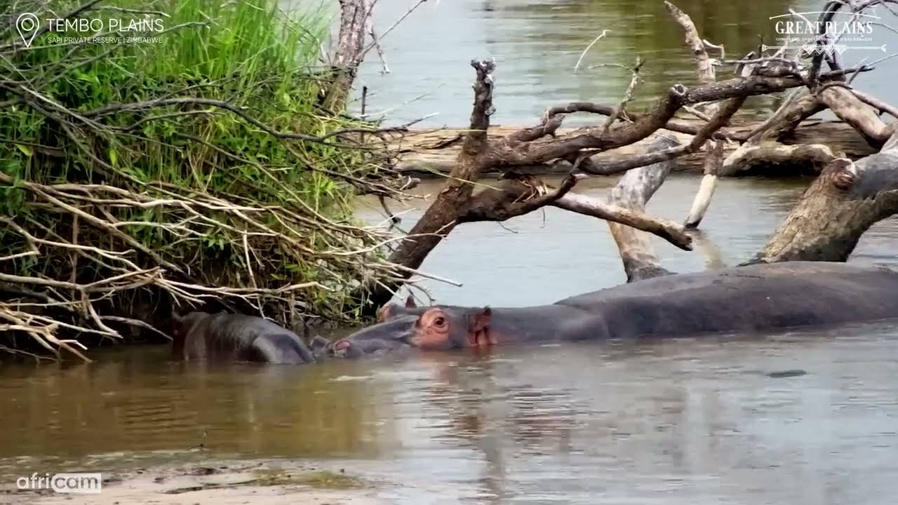 Tiny Hippo Calf Startled by a Flying Goose