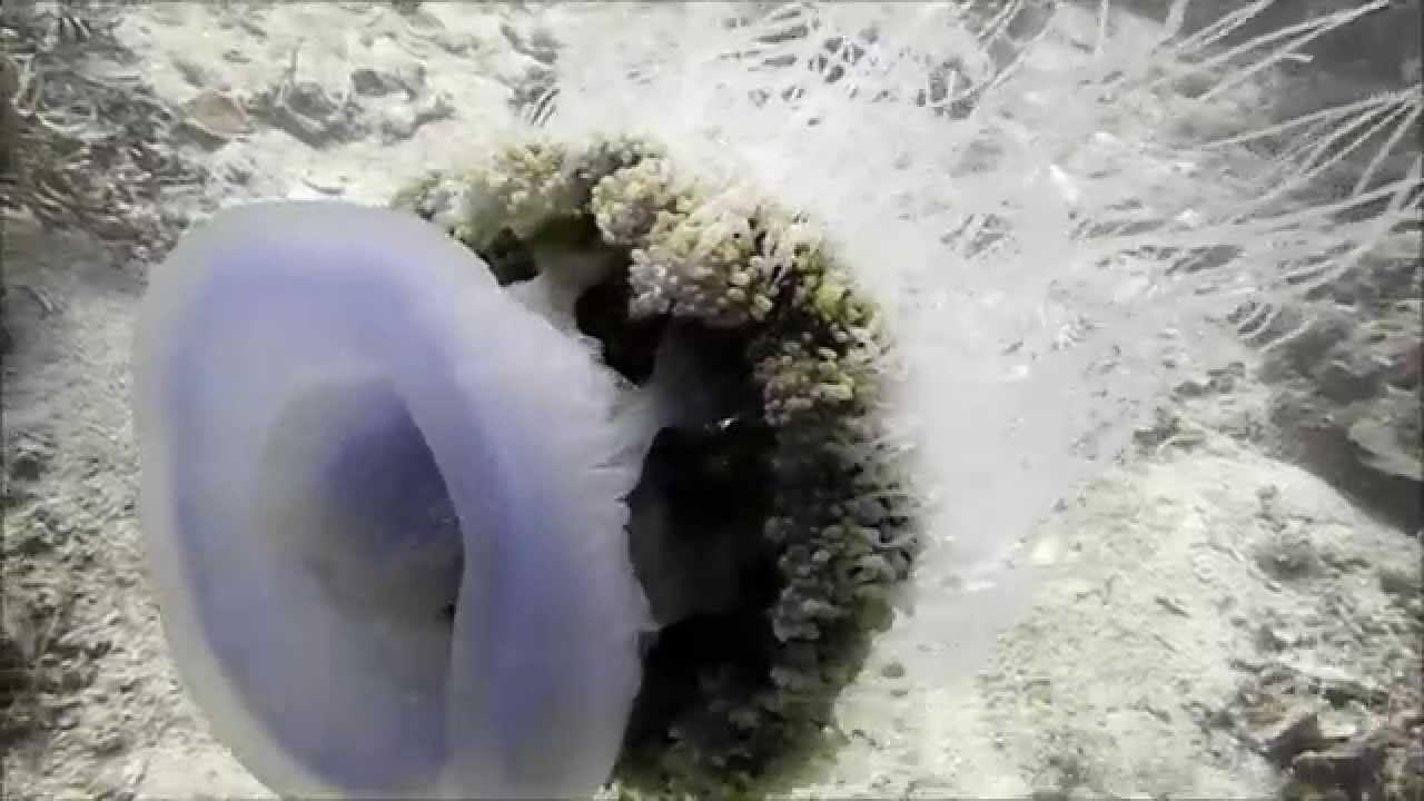 Crowned Jellyfish