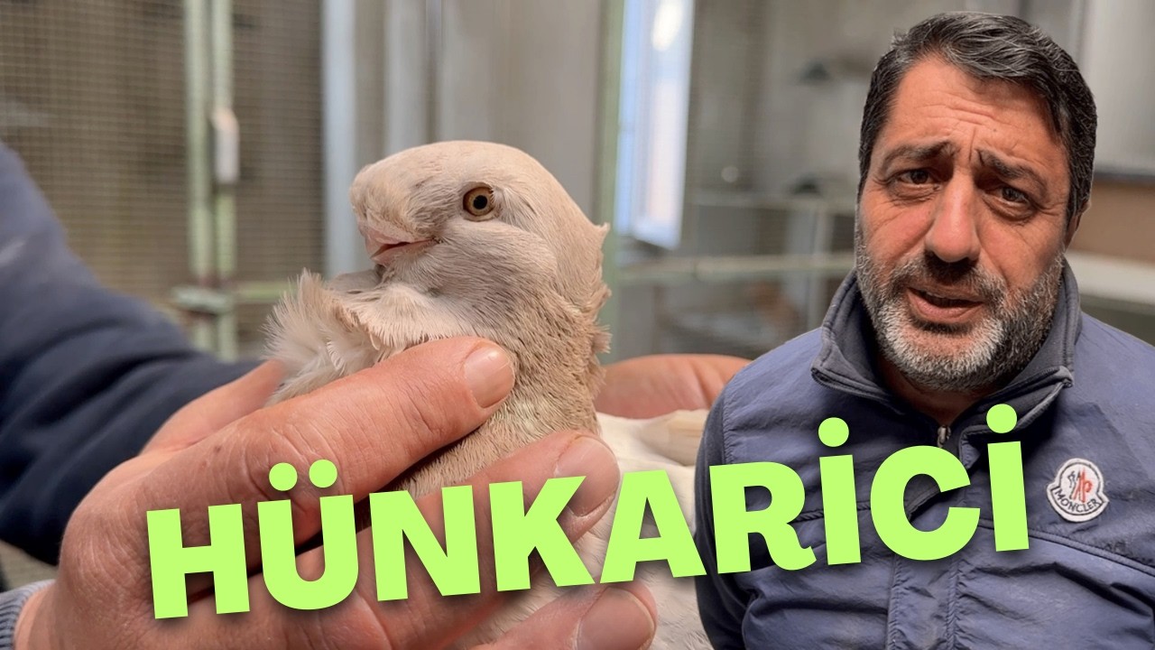 Hünkariye Adanmış Bir Hayat ... Tonguç Işık ve Yeni Merakı Kolombodrum Güvercinleri