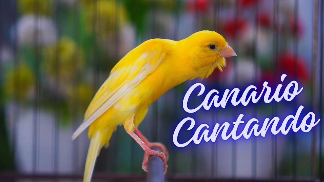 Canário Belga Cantando #06 - Som de Treinamento para Filhotes