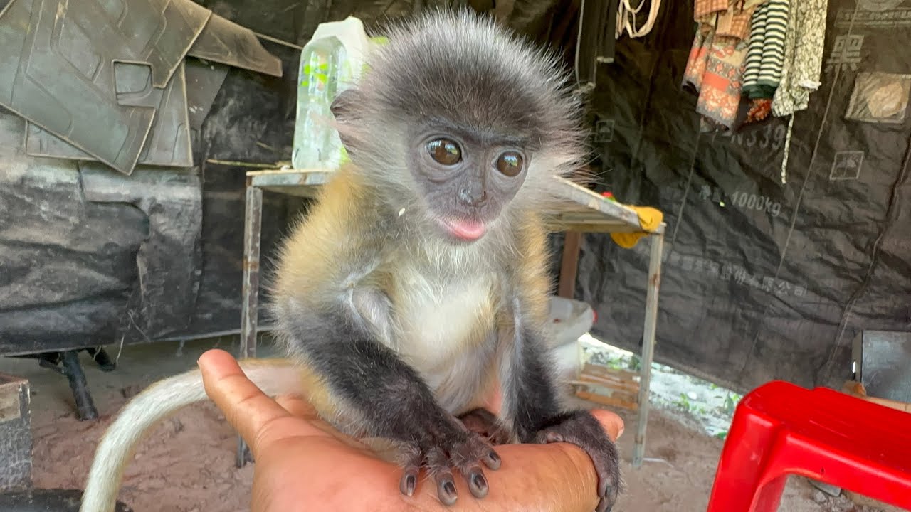 Cute Baby Monkey Holding My Hand – So Adorable! 🐒❤️