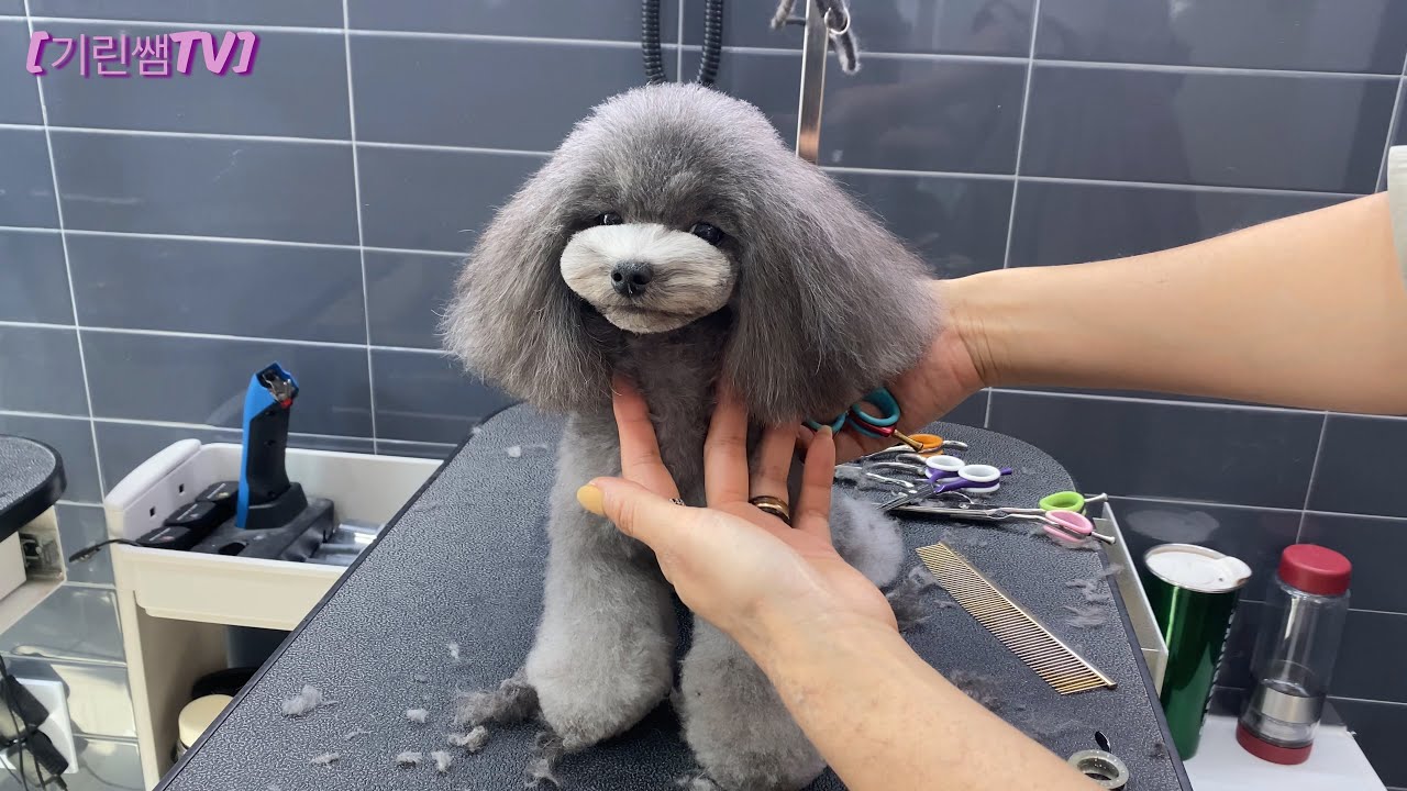 [기린쌤TV] 고급진 강아지란 이런것 !