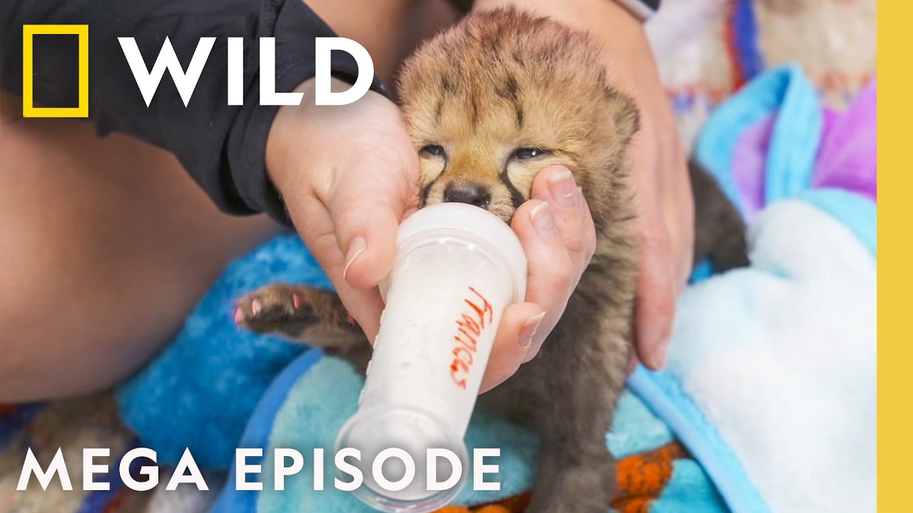 Baby Animal Watch! | Secrets of the Zoo MEGA Episode | Nat Geo Animals