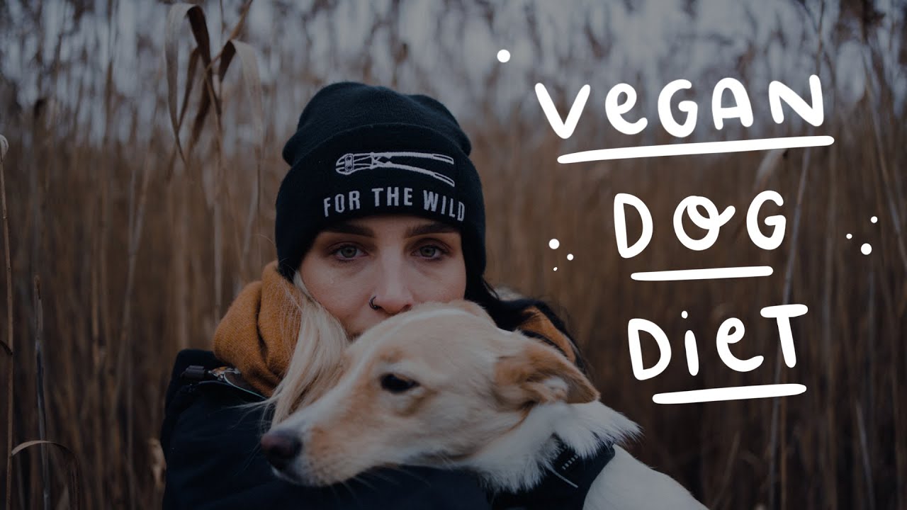 How to Feed Your Dog a Plant Based Diet