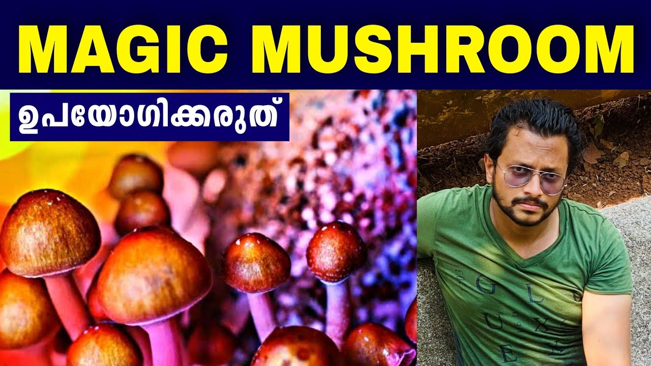 Warning:ഒരിക്കലും ഉപയോഗിക്കരുത്⚠️ | Magic Mushroom Explained | Malayalam | Aswin Madappally