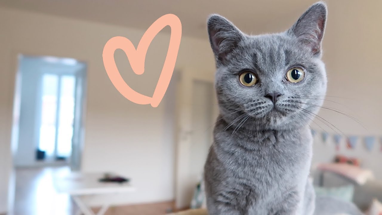 British Shorthair Kitten Playing