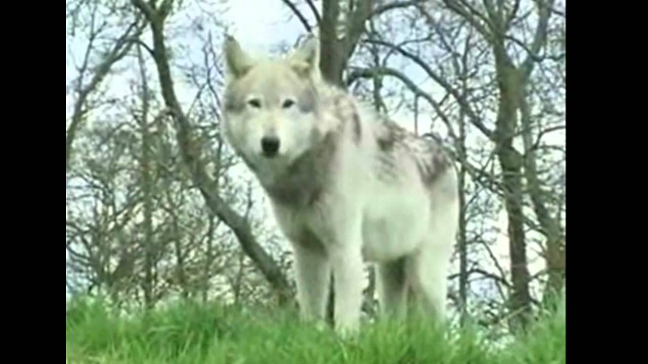 Wolves -We are one