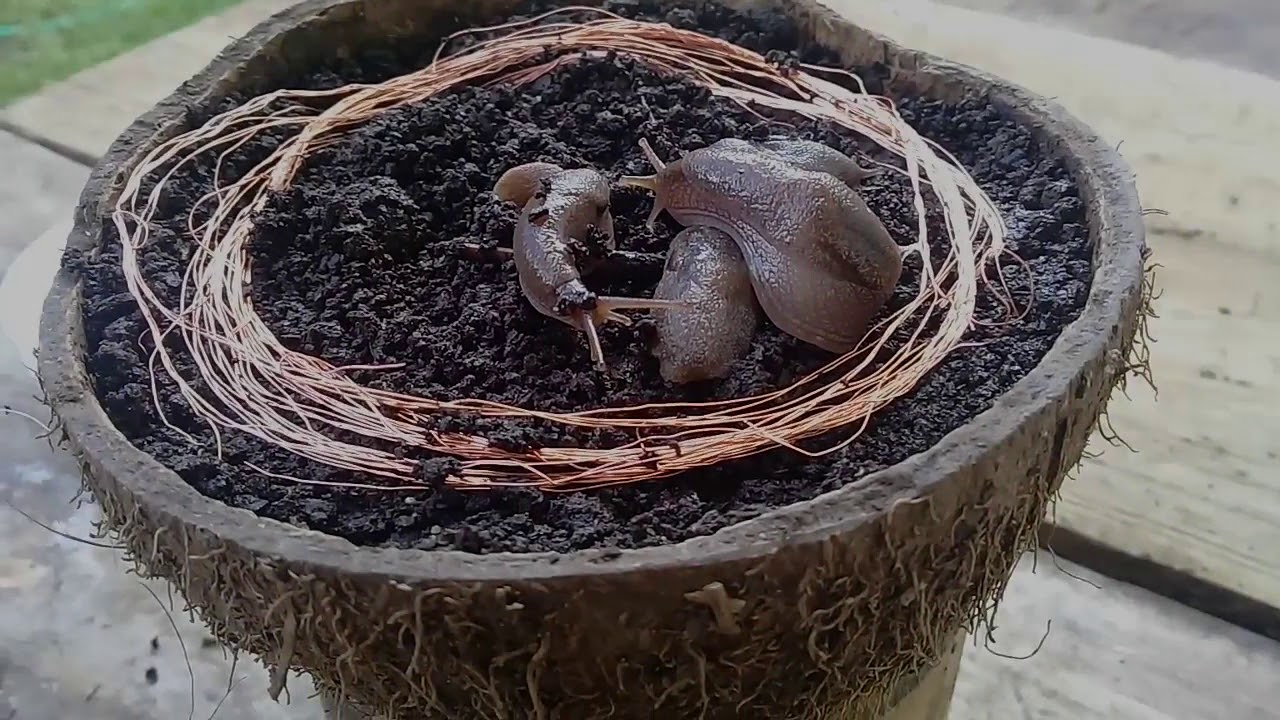 Slugs vs Copper| Gardening Shorts
