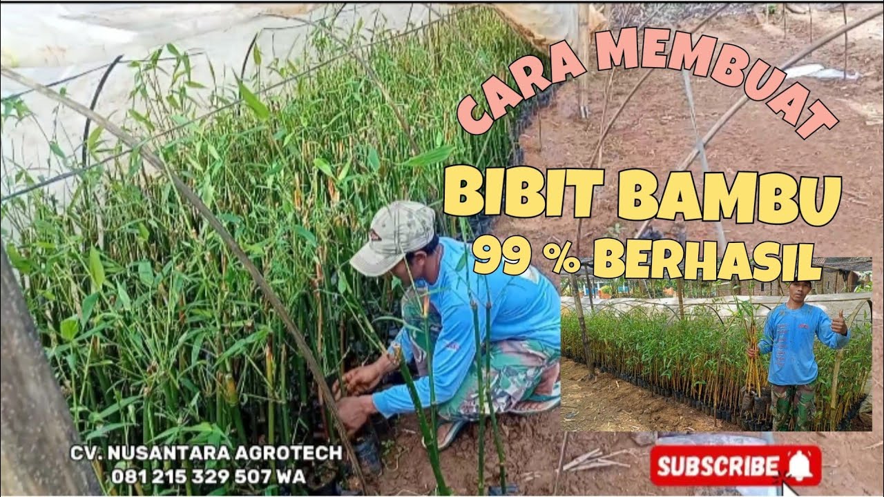 CARA MUDAH MENANAM BAMBU || CARA MUDAH BUDIDAYA TANAMAN BAMBU