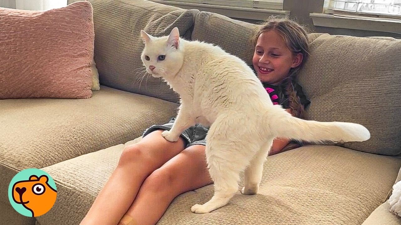 Cat Keeps Complaining Until She Gets What She Wants | 3 Best Stories