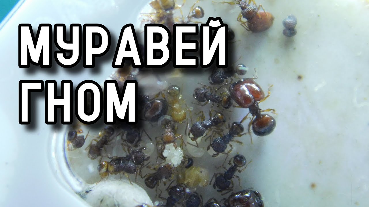 Муравьи-Гномы | Acanthomyrmex thailandensis | Большеголовые красавцы