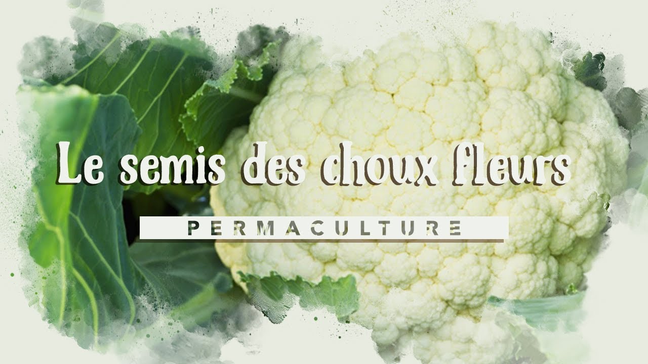 LE CHOUX FLEUR :  du semis à la plantation #permaculture