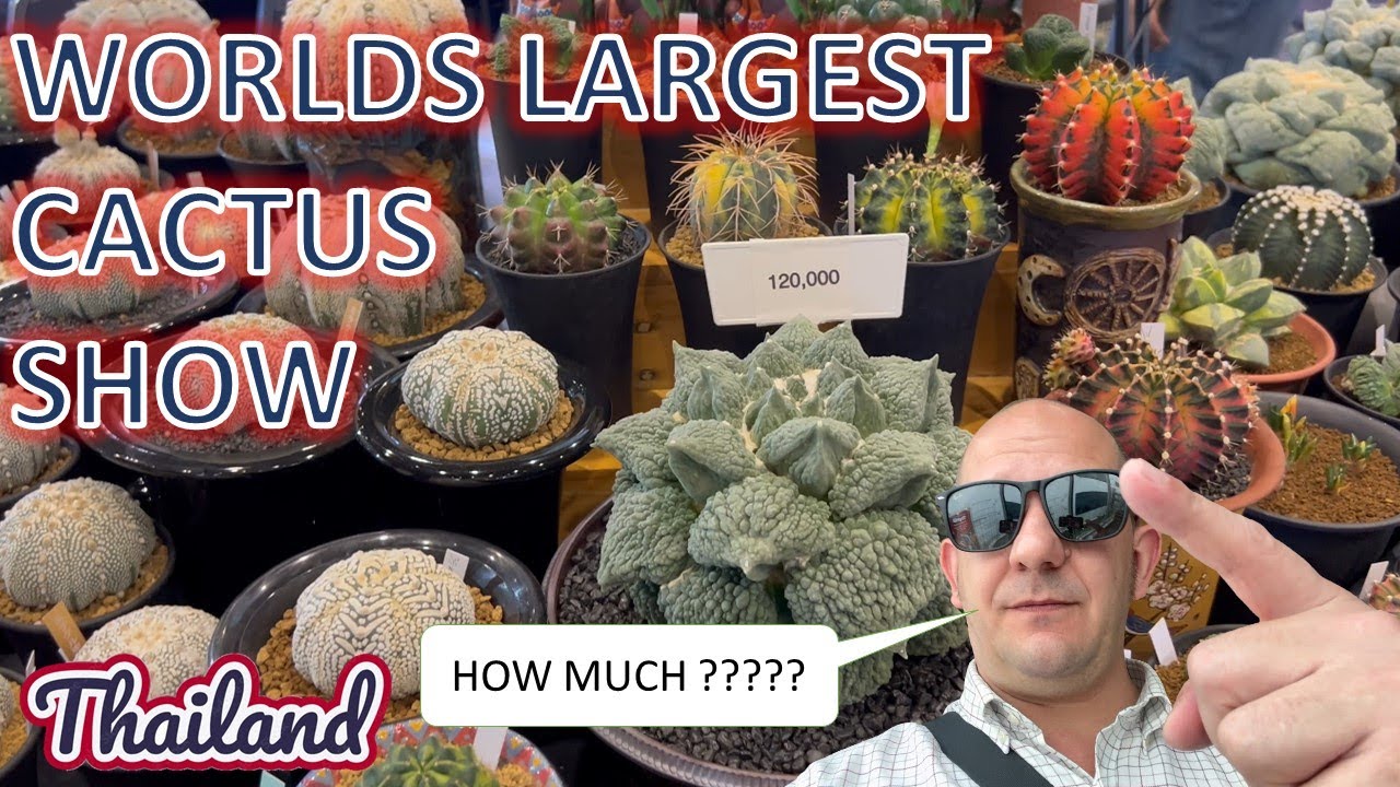 Worlds Biggest Cactus Show in Thailand