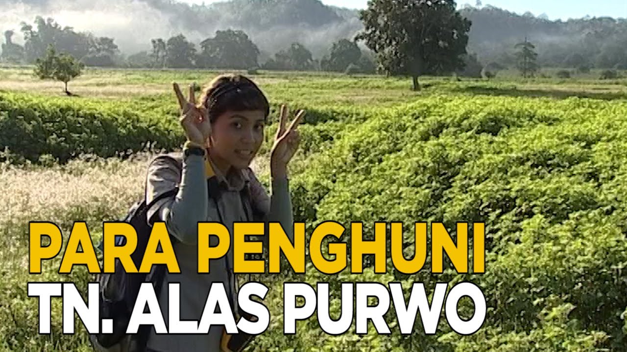 Ratusan jenis flora dan fauna mendiami TN. Alas Purwo | JELAJAH