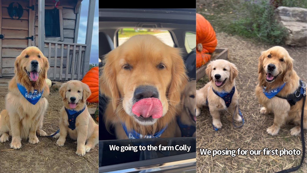 Sterling and Colin Go To The Farm