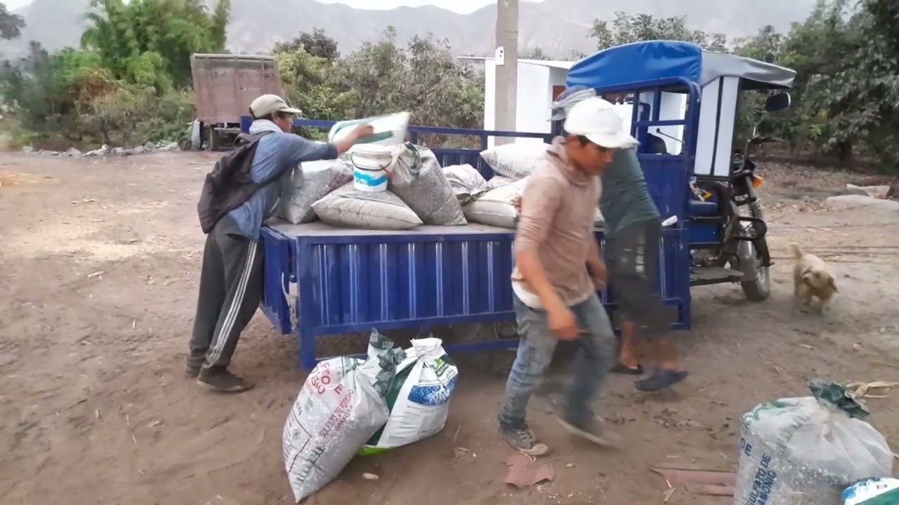 ABONO en la PALTA es recomendable?