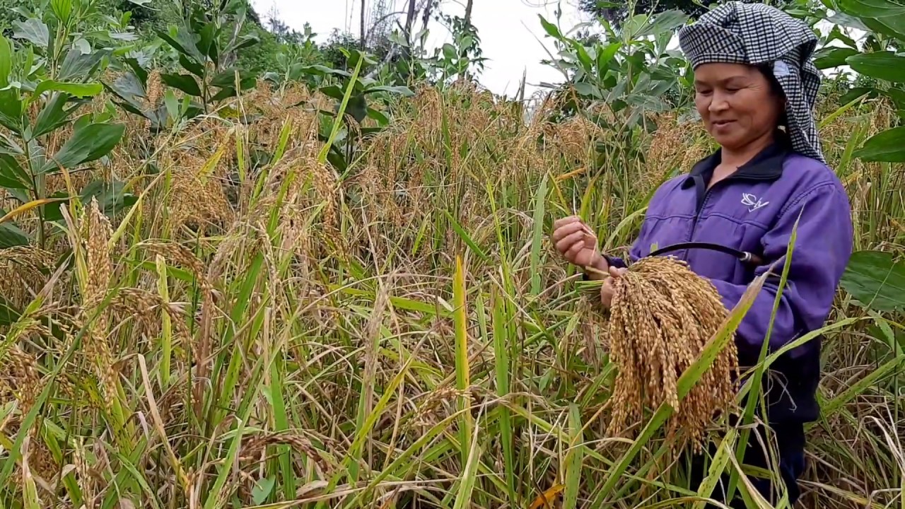 Hành Trình Tìm Hiểu Lúa Nếp Nương 🌾 Bắc Sơn