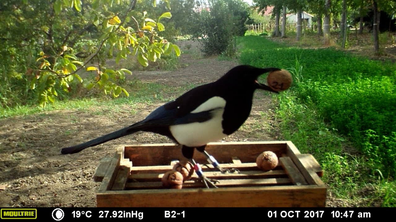 La desconocida labor de las urracas: dispersan semillas y ayudan así a regenerar bosques