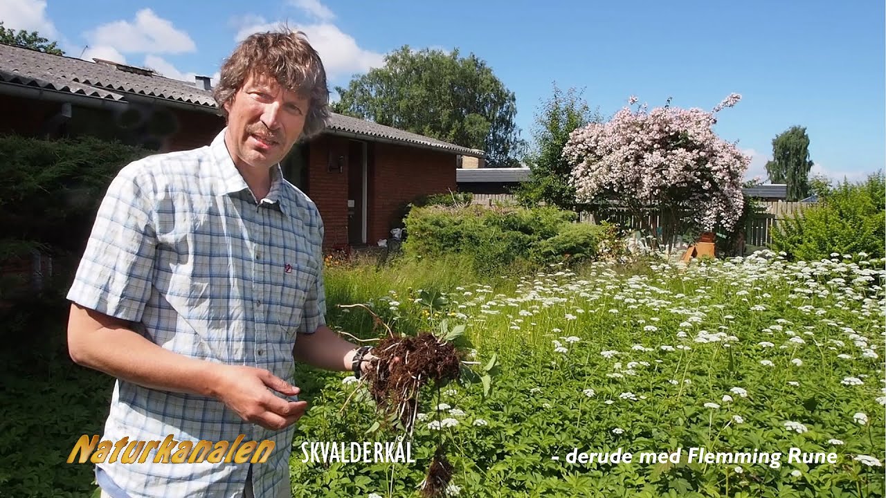 Naturkanalen 9 - Skvalderkål