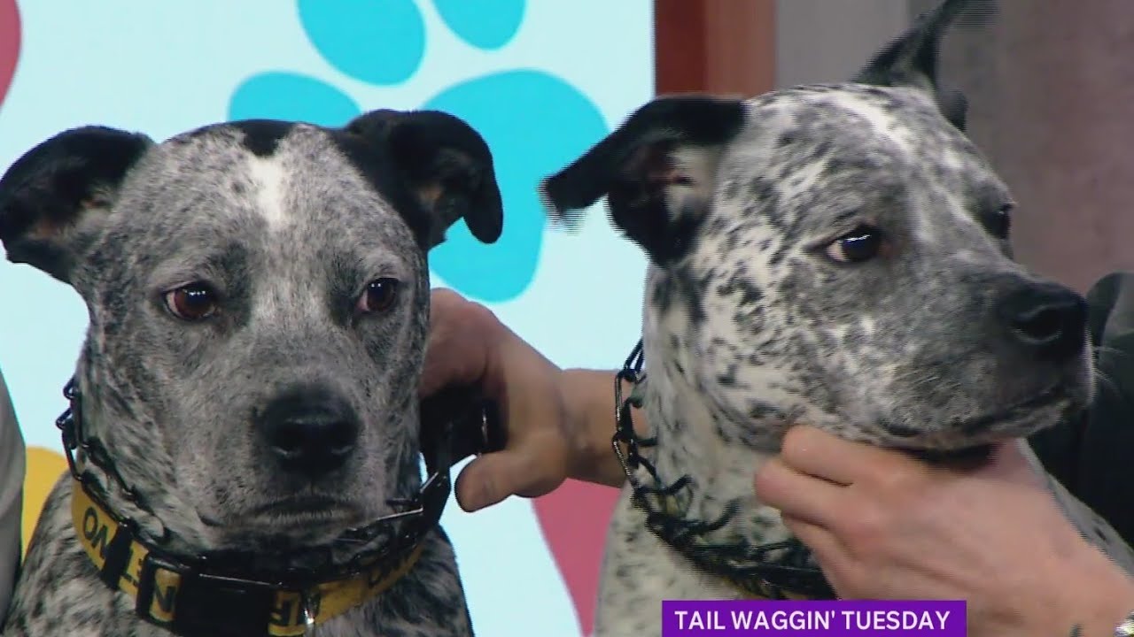 Tail Waggin' Tuesday: The Dog Aging Project aims to increase pet longevity