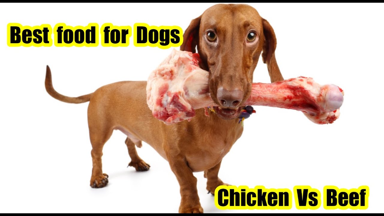 நாய்களுக்கு உணவளித்தல் | Best Food For Dogs | Chicken Vs Beef
