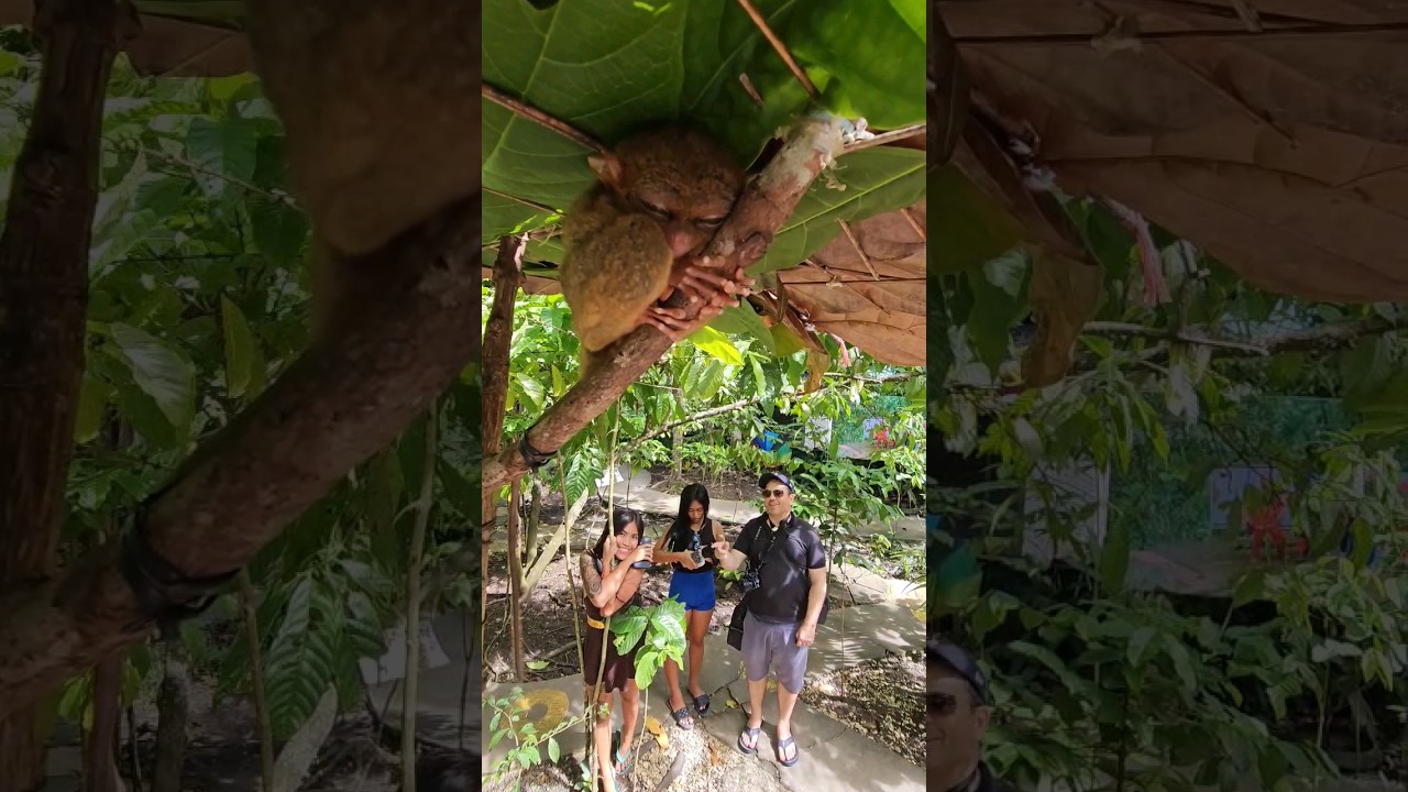 Everybody Loves the Cute Tarsiers of Bohol Philippines #bohol