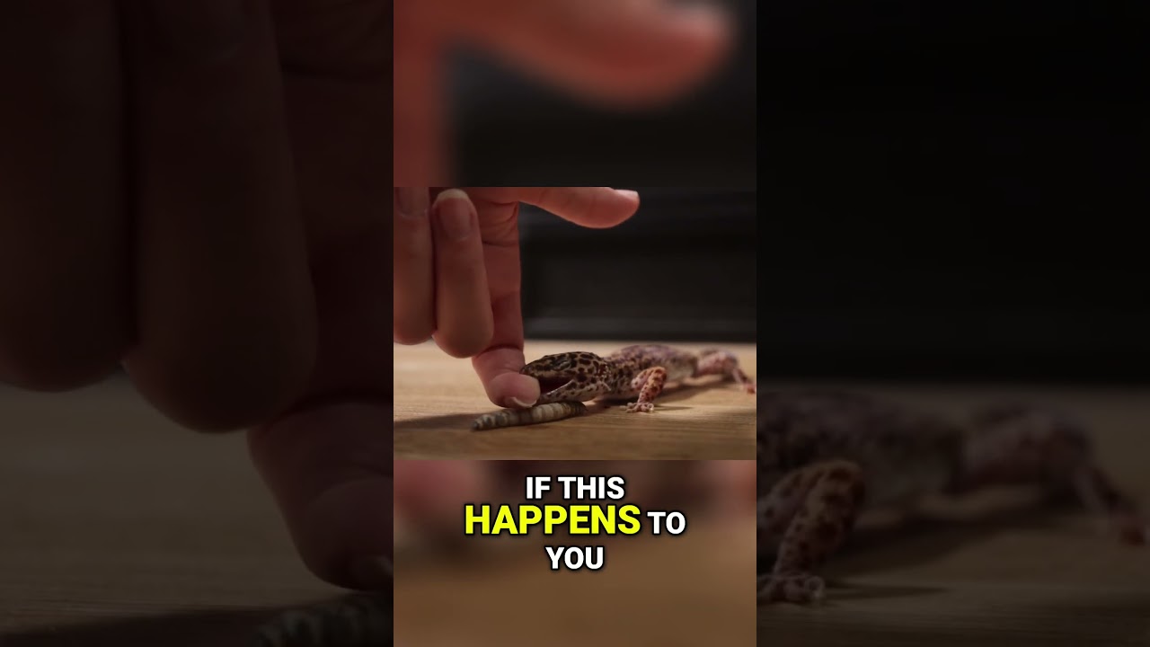 What To Do If A Leopard Gecko Bites You