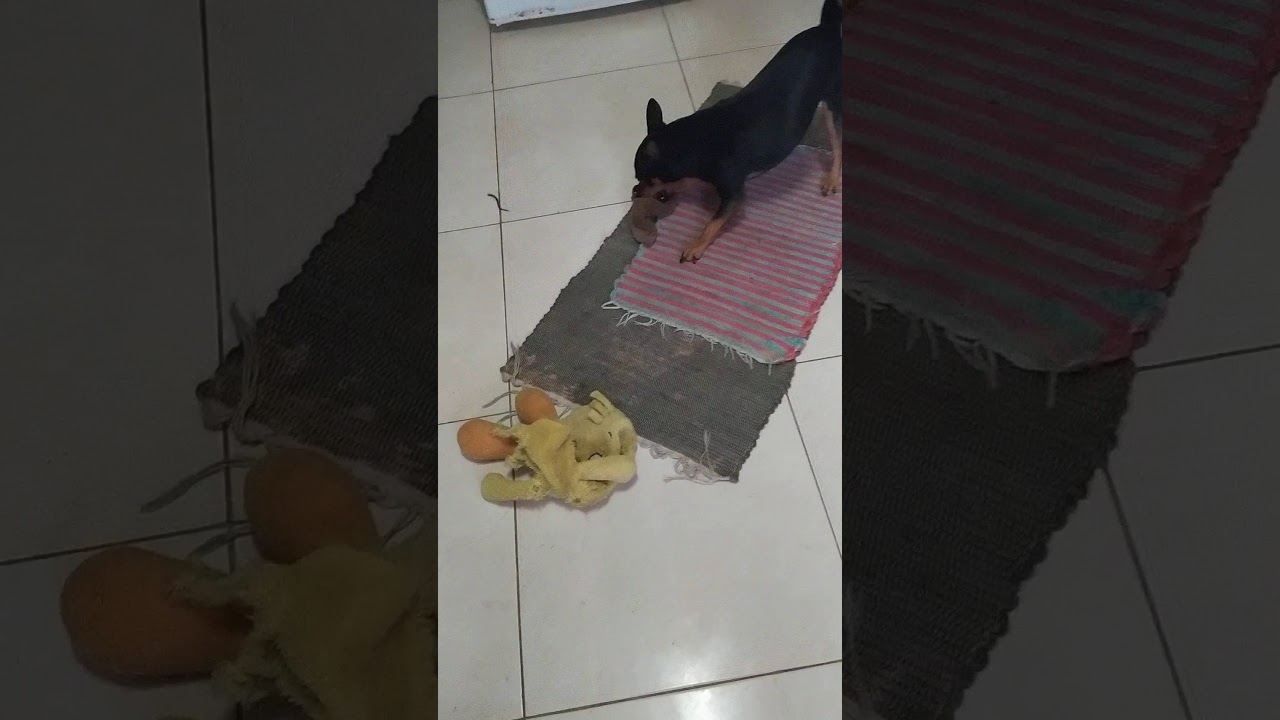 Pinscher adora brincar! ( Paco )