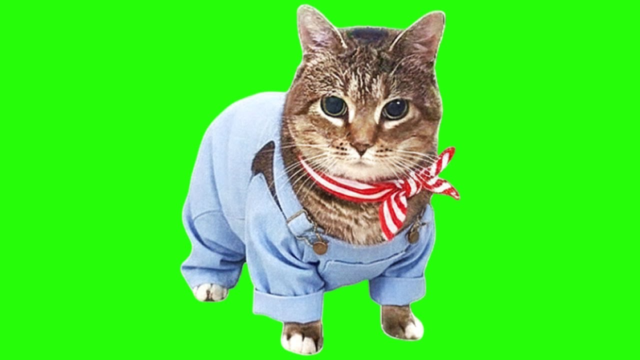 OIIA OIIA PLAYTIME Spinning CAT - 