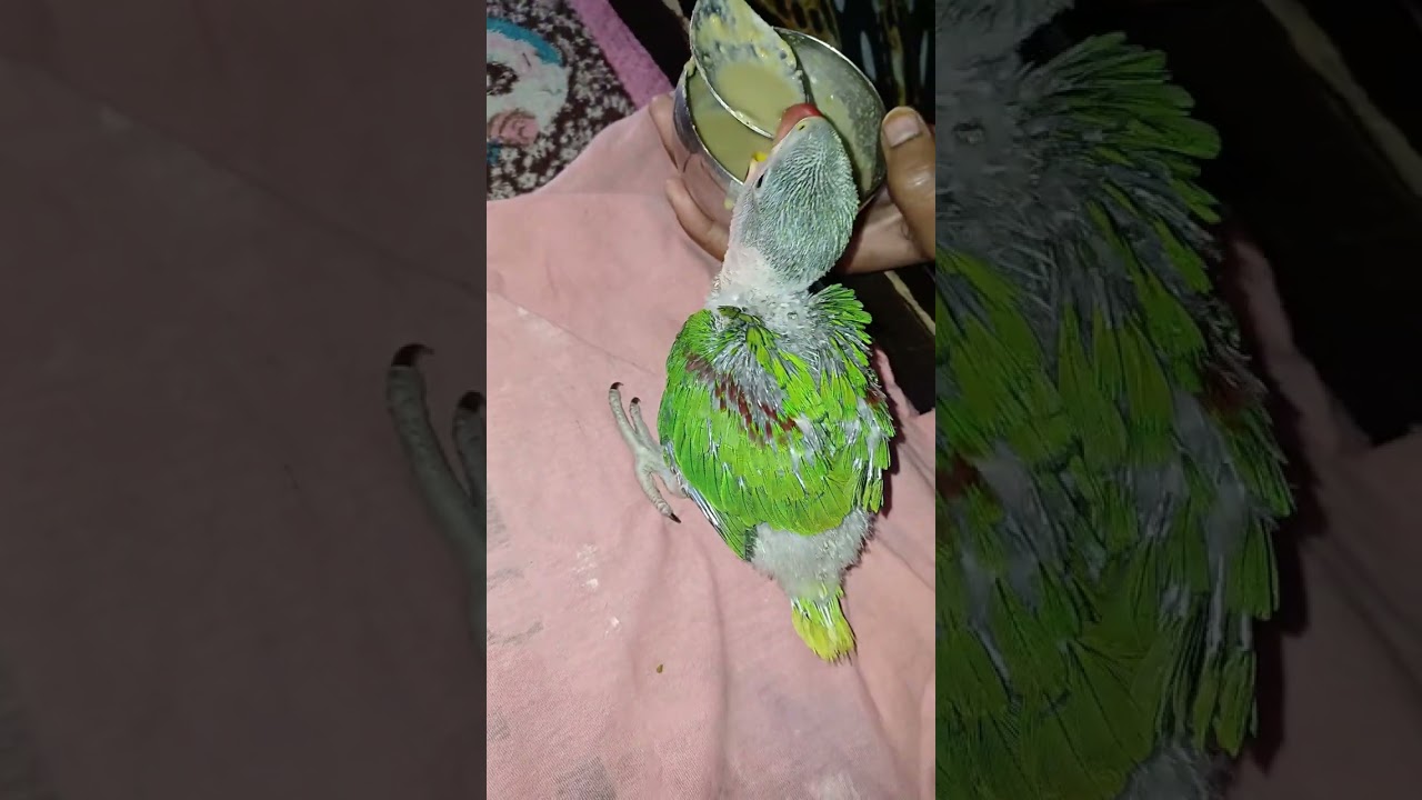 29day baby parrot ka growth kaise hota hai ...