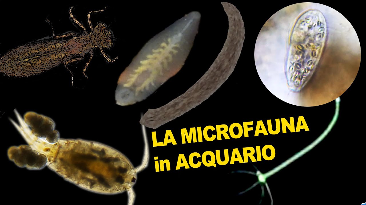La MICROFAUNA in Acquario Dolce: Conosciamola Meglio