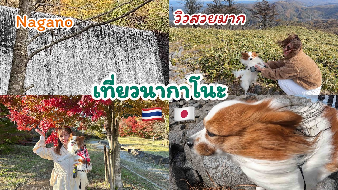 ミヤシタヒルズ 2,3日目 まさかの雪道 แนะนำสถานที่แคมป์ปิ้ง🏕️🇯🇵เที่ยวนากาโนะวิวสวยมากบรรยากาศดีมากๆค่ะ🍁🍂🍃☘️