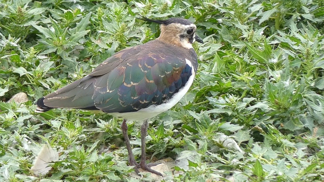 Lapwing Calls | Bird Songs and Sounds