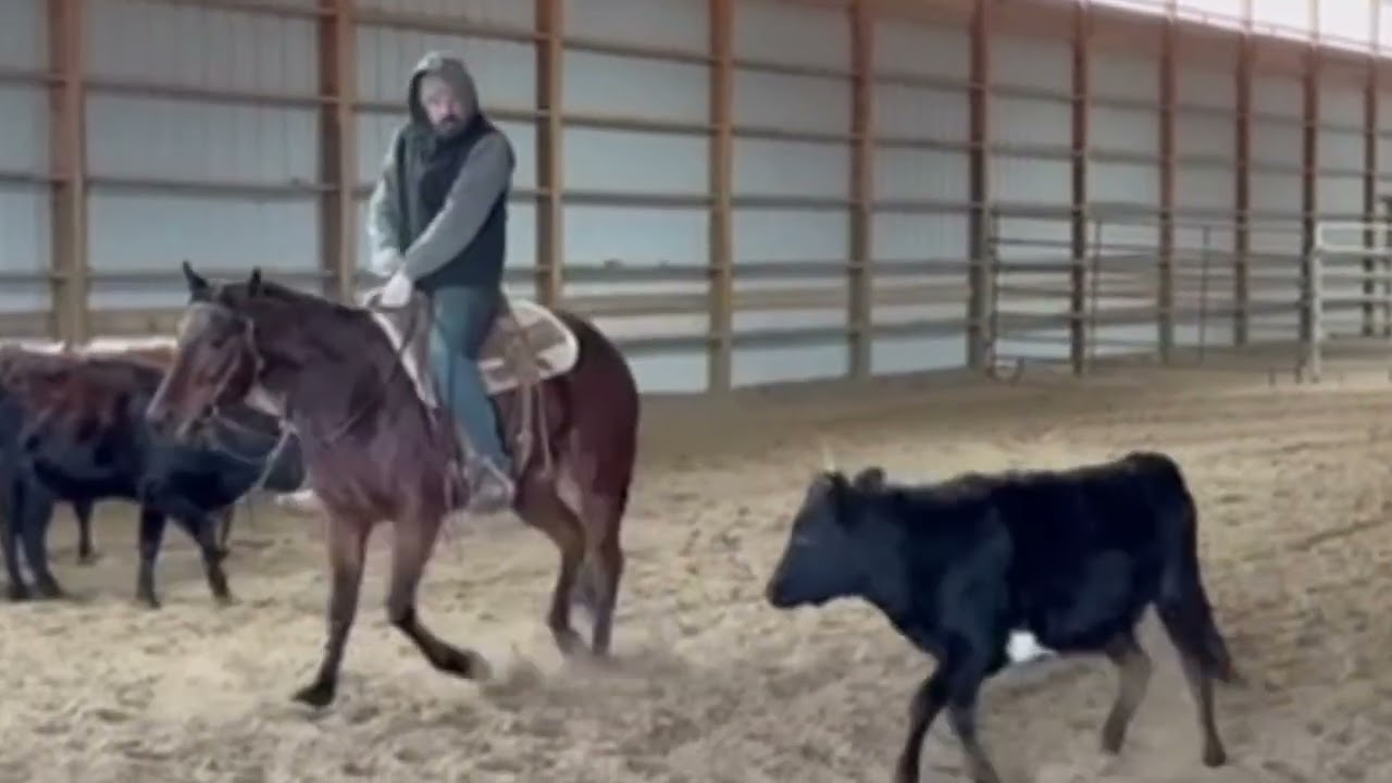 Big time shiner mare