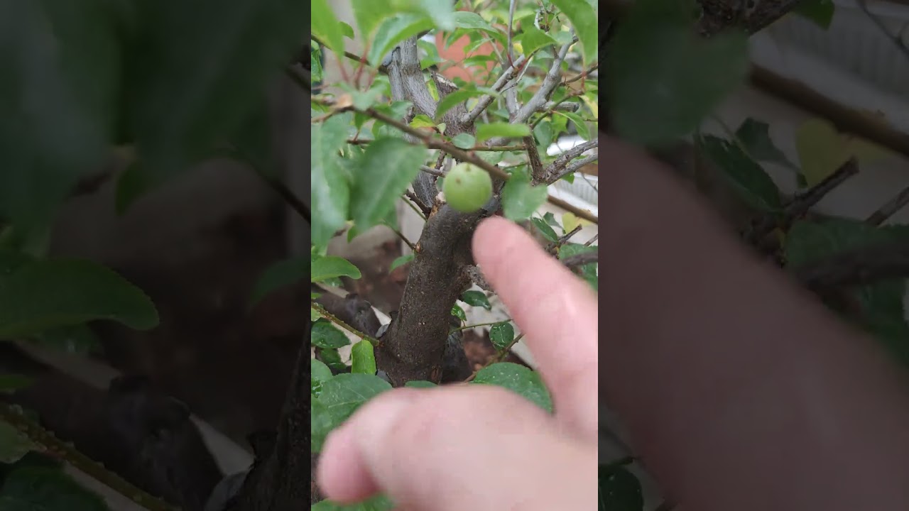 Ciruelo silvestre. Prunus dom&eacute;stica insititia. #bonsai #bonsaiaficionado #ciruelo #bravobonsai