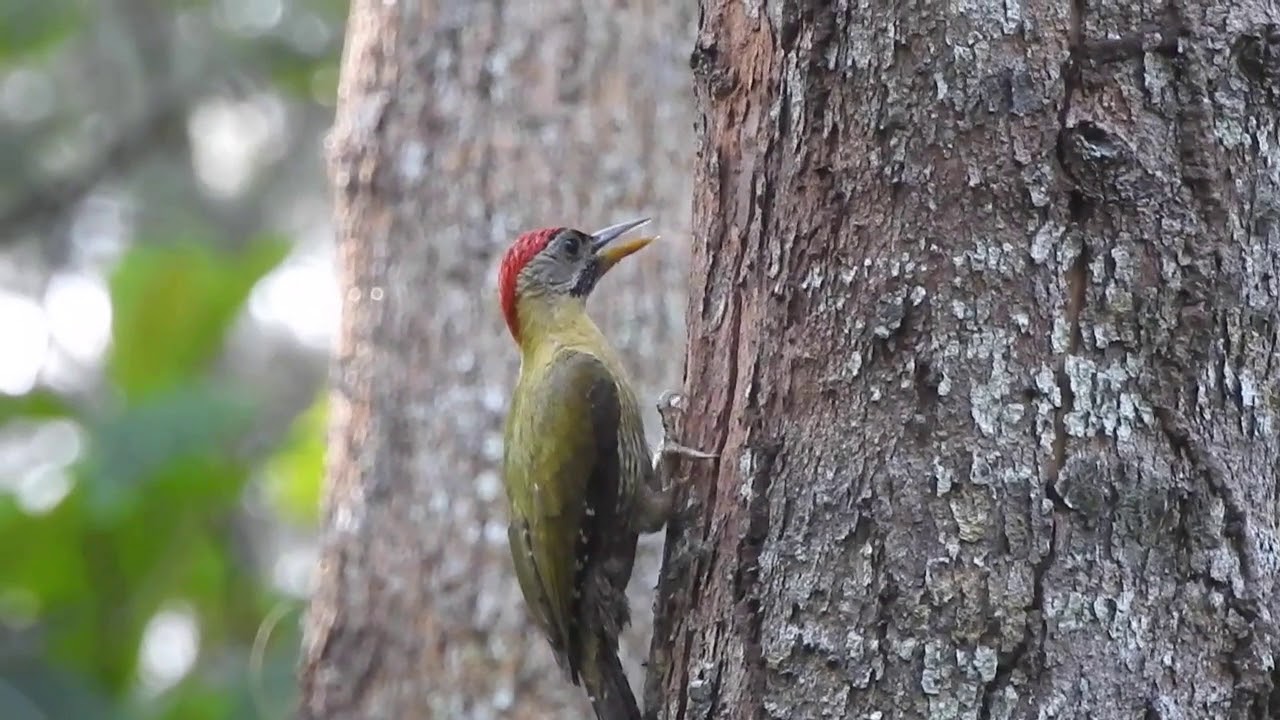 Jackhammer Laced Woodpecker! (Picus vittatus)