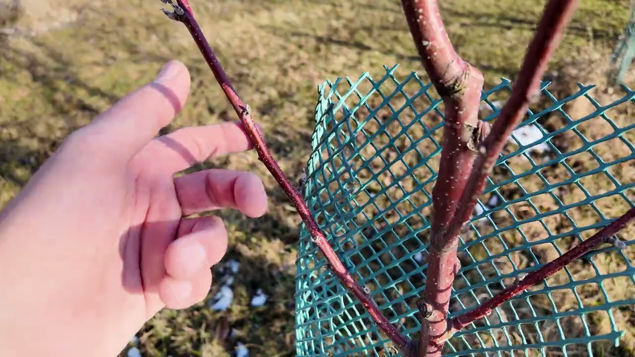 4/26 Jak předčasné kosterní větve brzdí růst stromu? Jak to tedy napravit a co s tím? Radkův sad