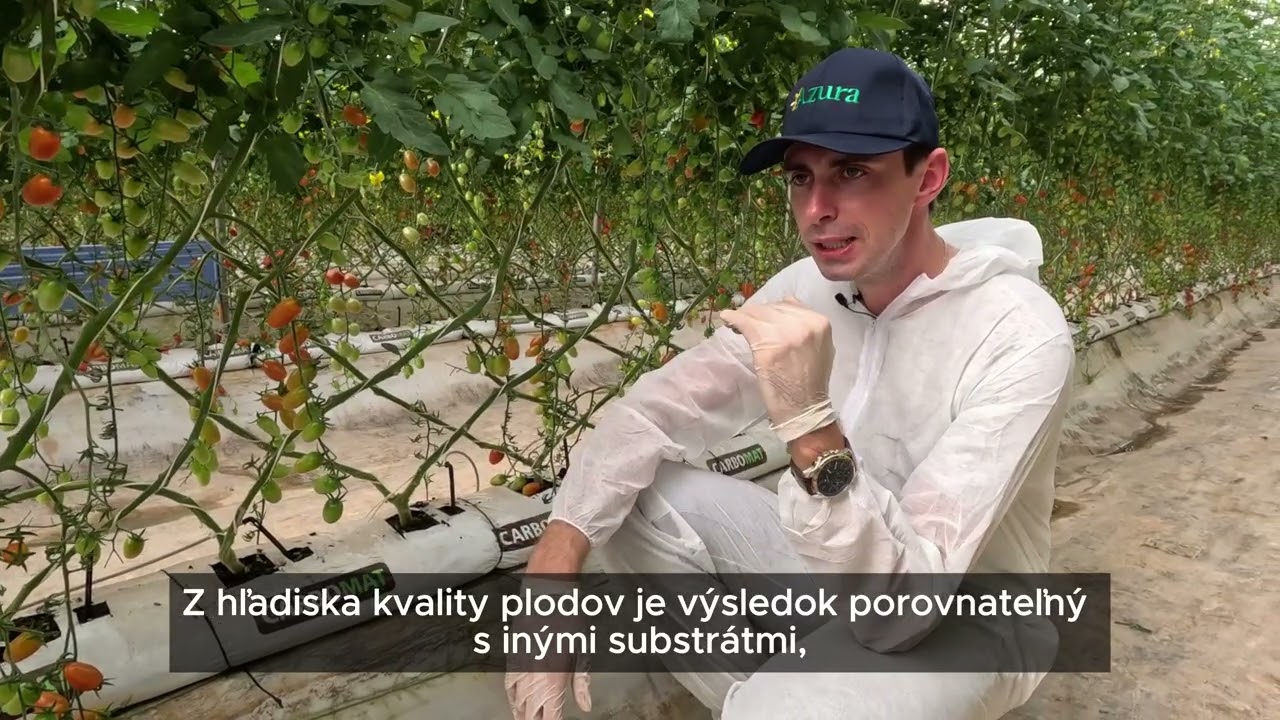 Carbomat dobýva svet! 🌍 Hydroponické pestovanie paradajok v Maroku s uhlíkovou technológiou