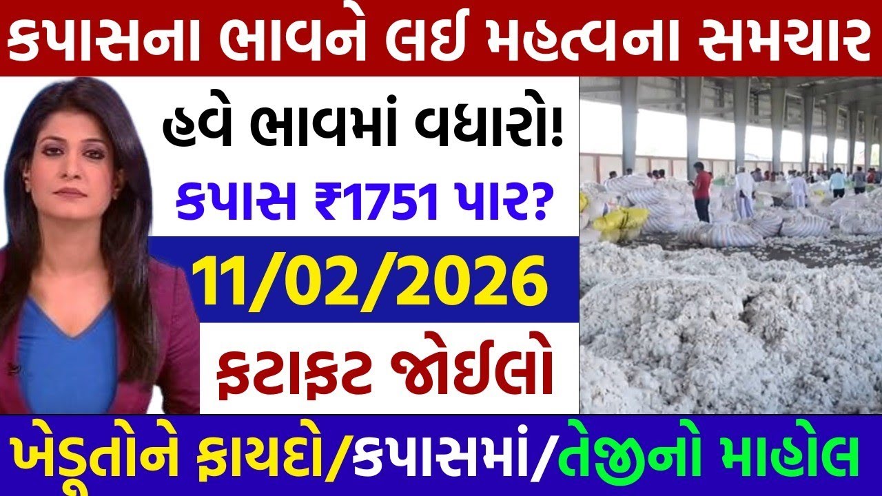 Kapas na bhav | 12-02-2026 | કપાસના ભાવ:2025| Information about Cotton Crop Price | Commodity trends